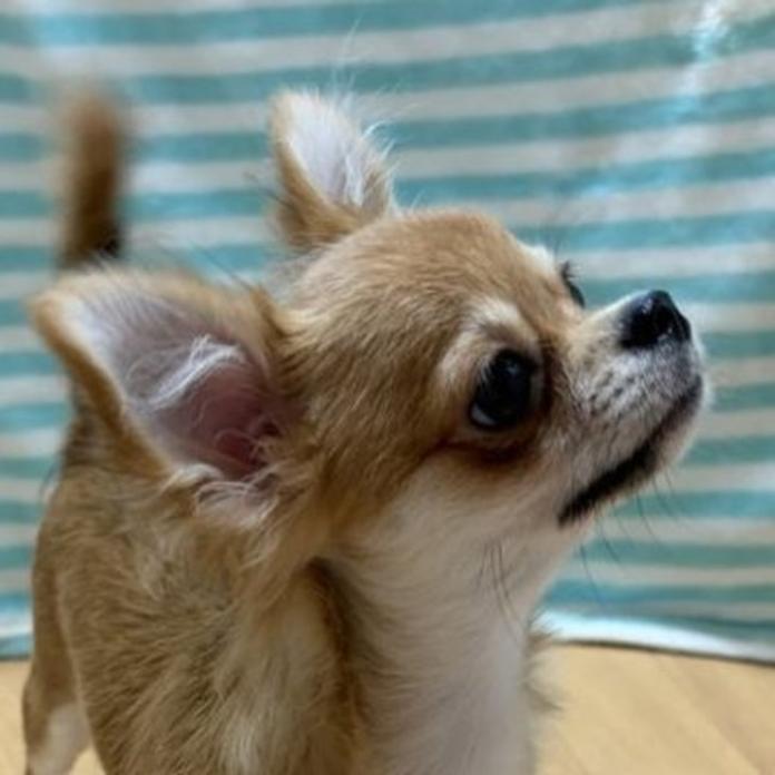 チワワ(ロング)(1204)の子犬情報
