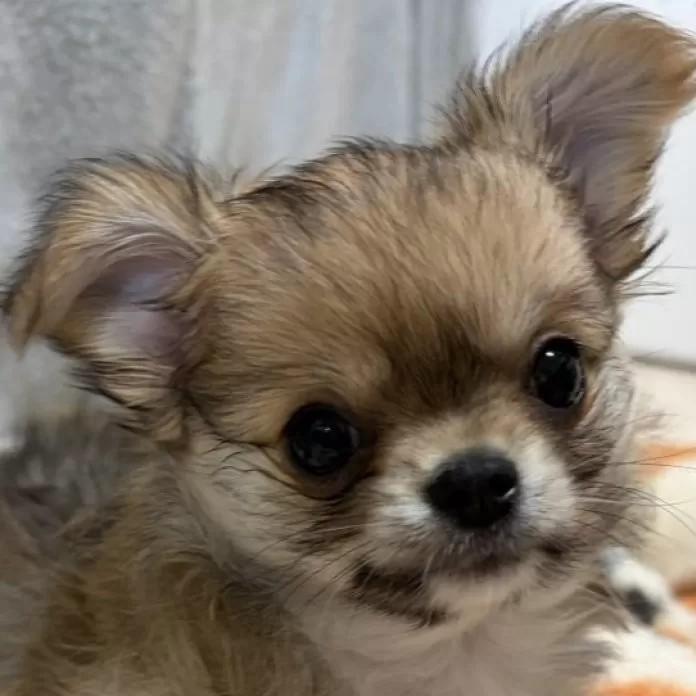 チワワ(ロング)(1204)の子犬情報