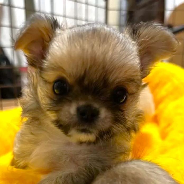 チワワ(ロング)(千葉県・男の子・2026/01/27・レッド)の子犬情報! | 加納 大ブリーダー(1204)