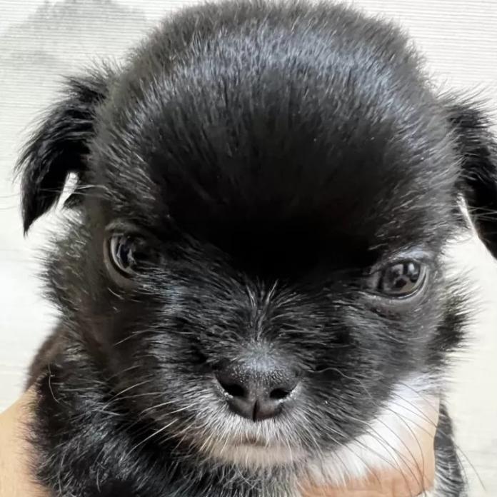 チワワ(ロング)(千葉県・男の子・2026/02/16・ブラックタンホワイト)の子犬情報! | 加納 大ブリーダー(1243)