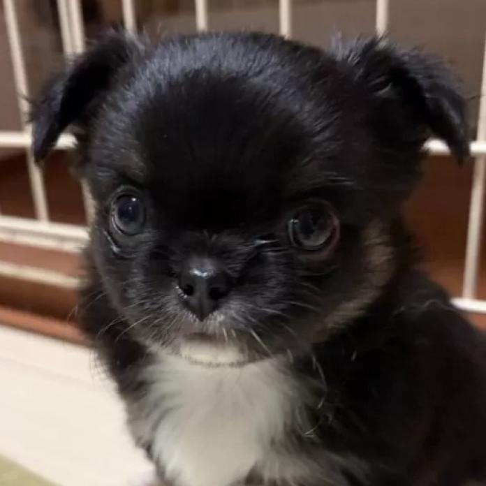 チワワ(ロング)(千葉県・男の子・2026/02/16・ブラックタンホワイト)の子犬情報! | 加納 大ブリーダー(1243)