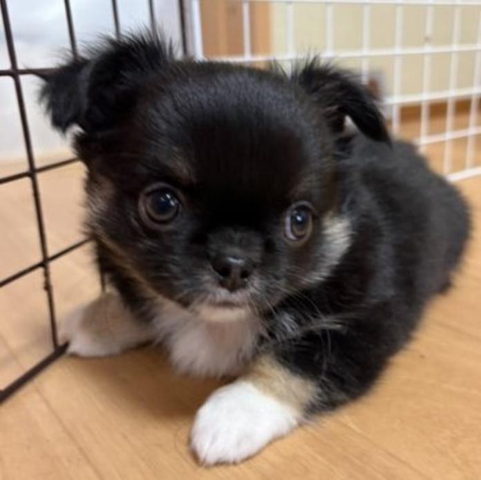 チワワ(ロング)(千葉県・男の子・2026/02/16・ブラックタンホワイト)の子犬情報! | 加納 大ブリーダー(1243)