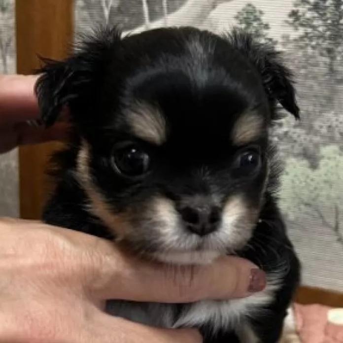 チワワ(ロング)(千葉県・女の子・2026/02/16・ブラックタンホワイト)の子犬情報! | 加納 大ブリーダー(1244)