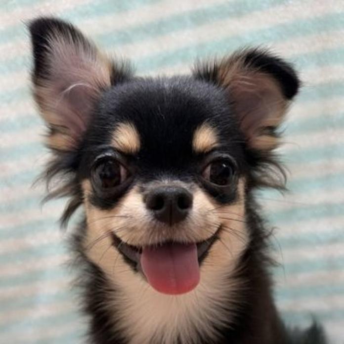 チワワ(ロング)(1244)の子犬情報