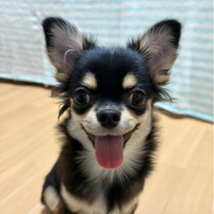 チワワ(ロング)(1244)の子犬情報