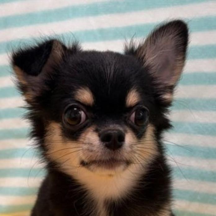 チワワ(ロング)(1244)の子犬情報