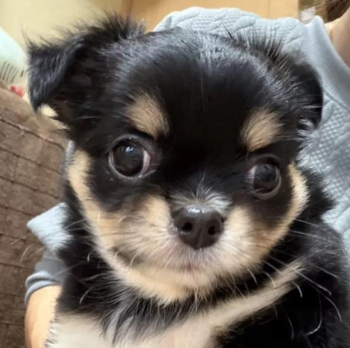 チワワ(ロング)(1244)の子犬情報