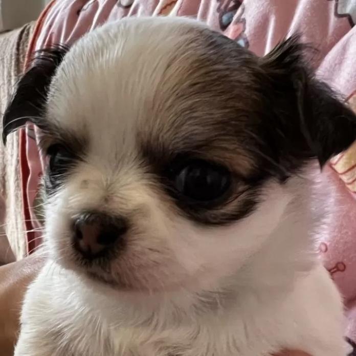 チワワ(ロング)(千葉県・女の子・2026/02/16・パーティ)の子犬情報! | 加納 大ブリーダー(1245)