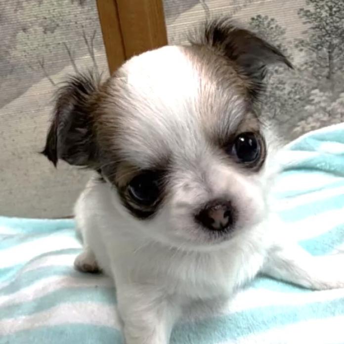 チワワ(ロング)(千葉県・女の子・2026/02/16・パーティ)の子犬情報! | 加納 大ブリーダー(1245)