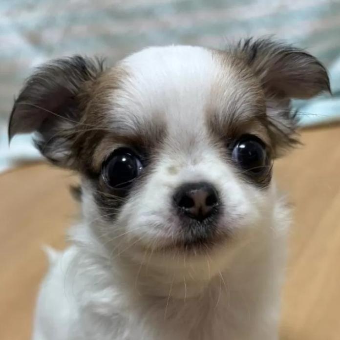 チワワ(ロング)(1245)の子犬情報