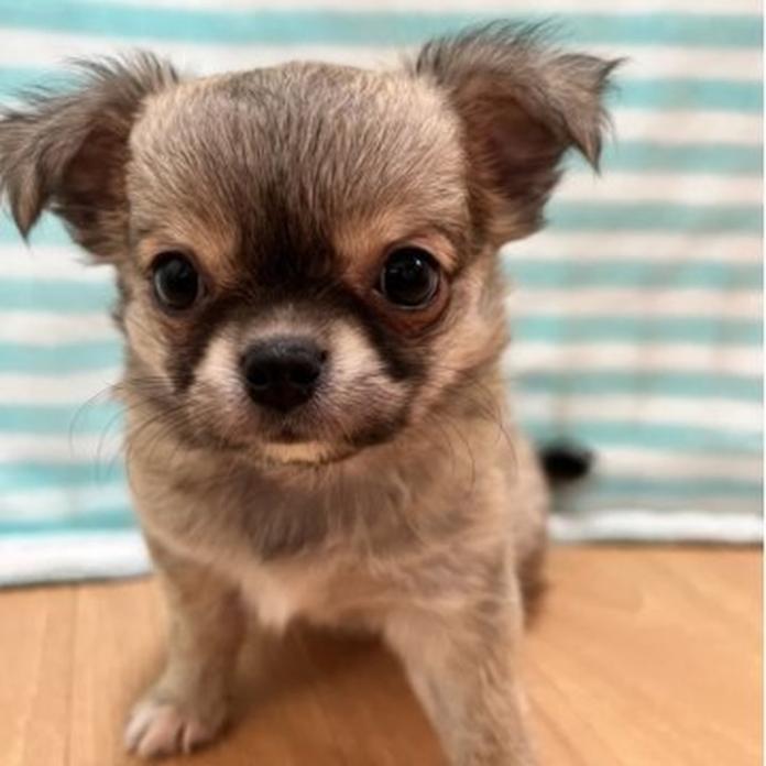 チワワ(ロング)(1451)の子犬情報