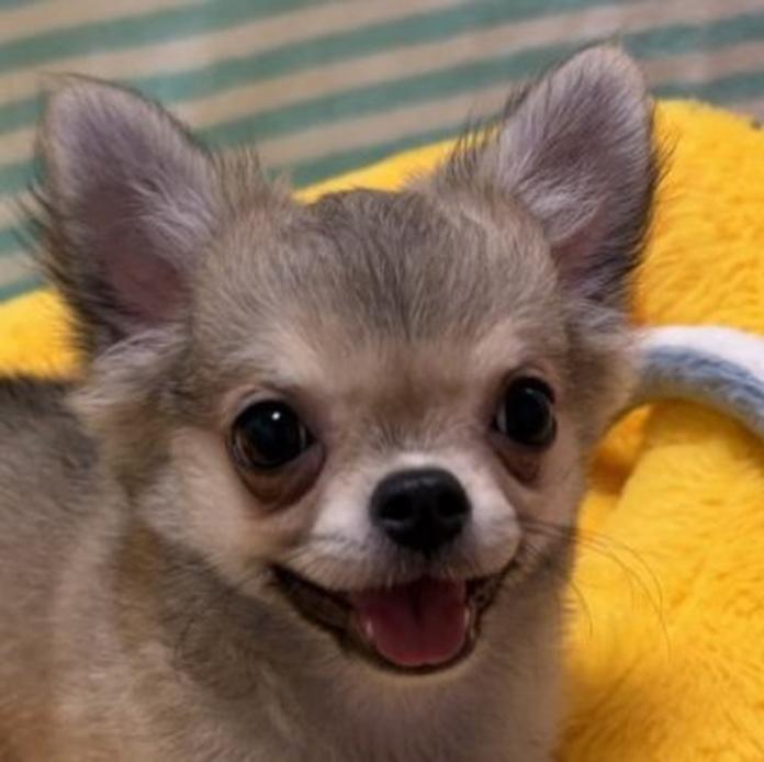 チワワ(ロング)(1451)の子犬情報