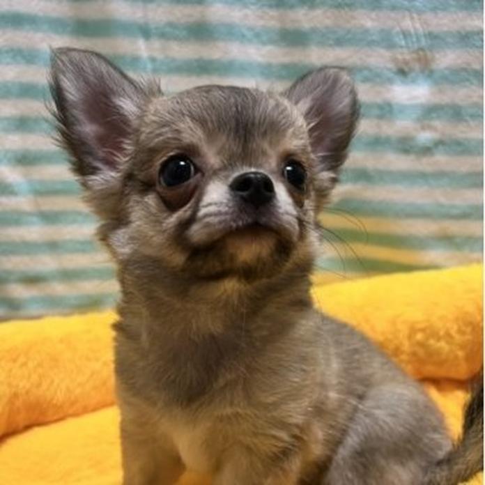 チワワ(ロング)(千葉県・男の子・2026/04/01・フォーンセーブル)の子犬情報! | 加納 大ブリーダー(1451)