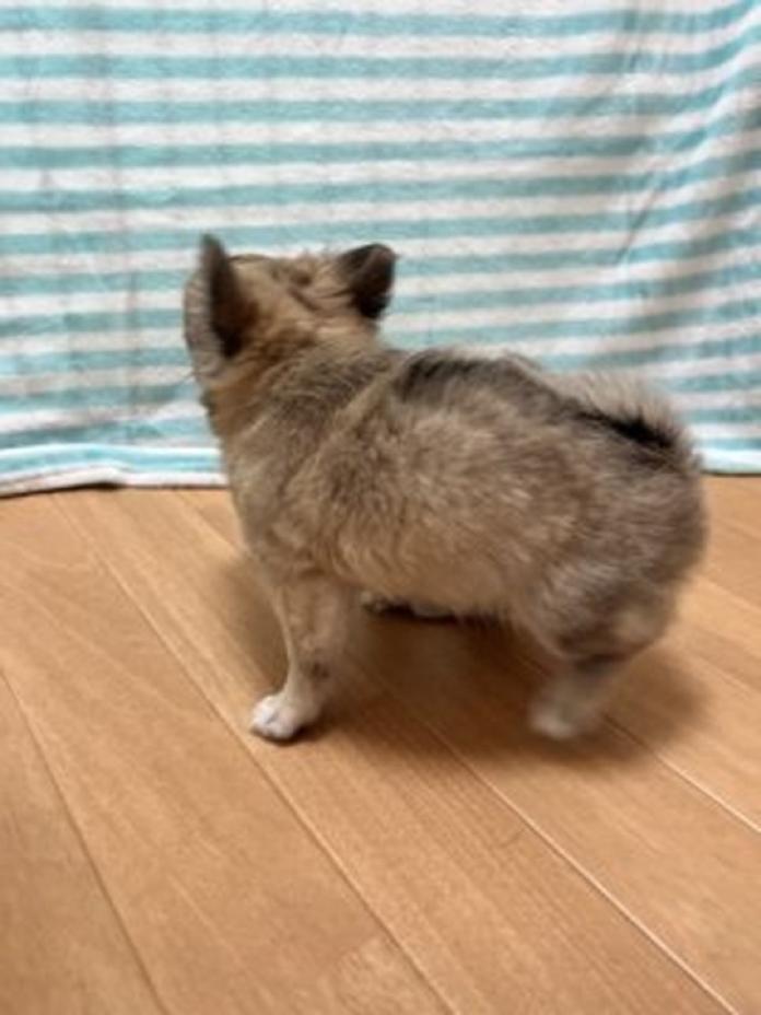 チワワ(ロング)(千葉県・男の子・2026/04/01・フォーンセーブル)の子犬情報! | 加納 大ブリーダー(1451)
