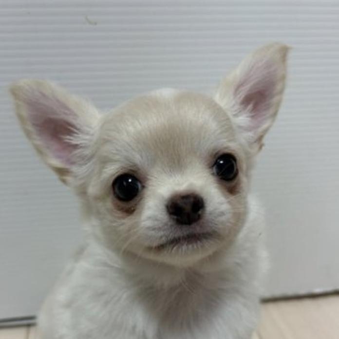 チワワ(ロング)(1452)の子犬情報