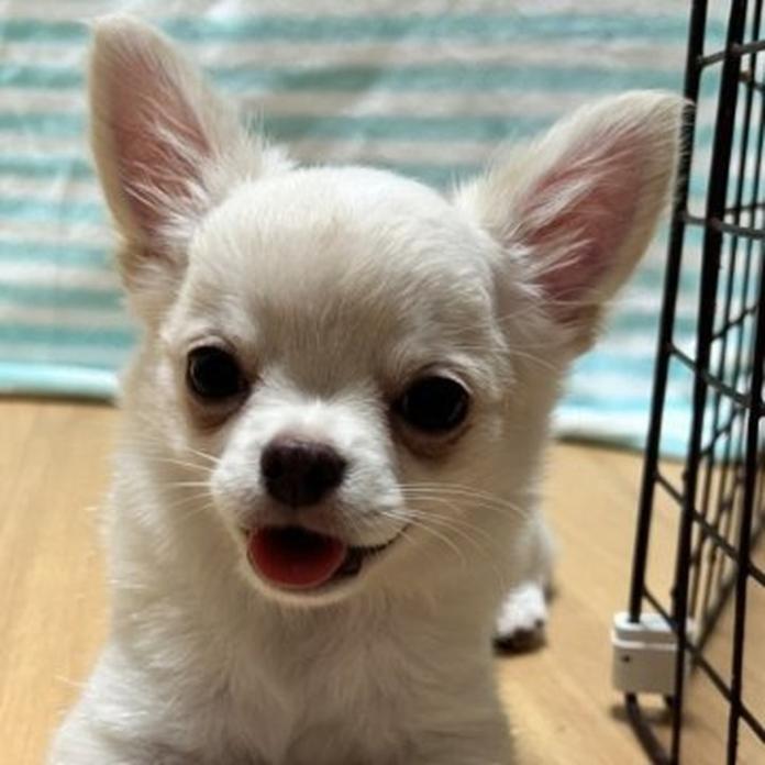 チワワ(ロング)(1452)の子犬情報