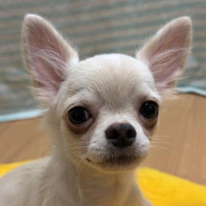 チワワ(ロング)(1452)の子犬情報
