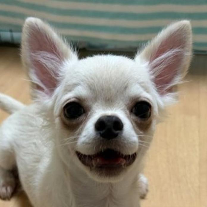 チワワ(ロング)(千葉県・男の子・2026/03/30・クリーム)の子犬情報! | 加納 大ブリーダー(1452)