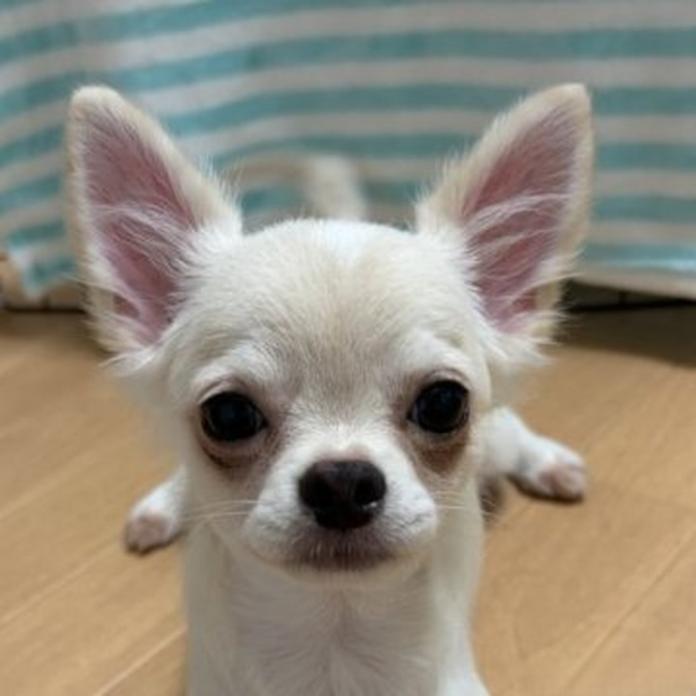 チワワ(ロング)(1452)の子犬情報