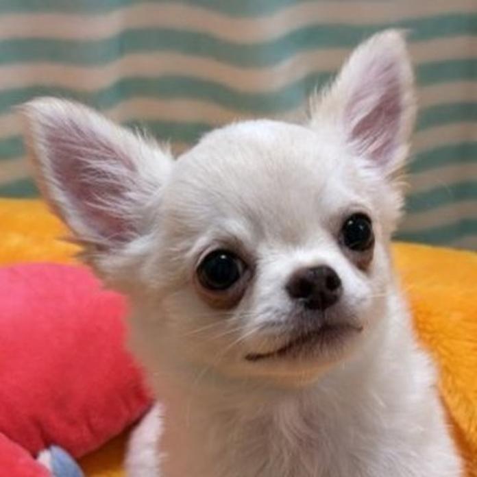 チワワ(ロング)(千葉県・男の子・2026/03/30・クリーム)の子犬情報! | 加納 大ブリーダー(1452)