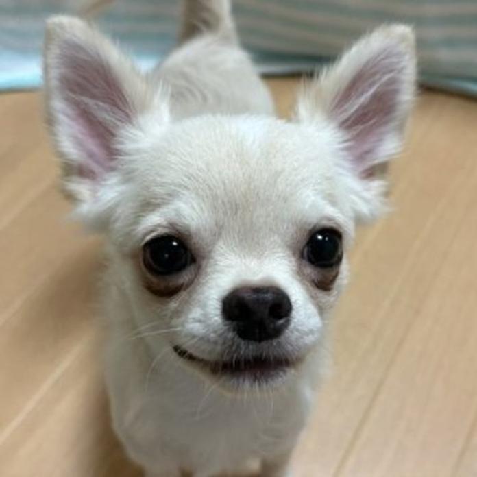 チワワ(ロング)(1452)の子犬情報