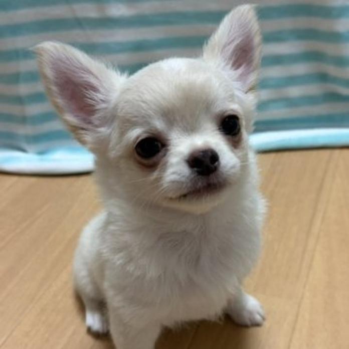 チワワ(ロング)(千葉県・男の子・2026/03/30・クリーム)の子犬情報! | 加納 大ブリーダー(1452)