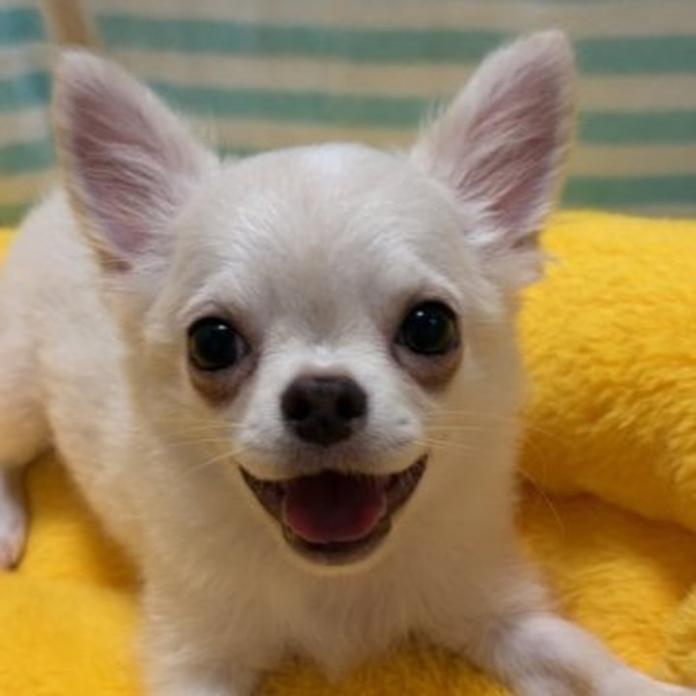 チワワ(ロング)(1452)の子犬情報