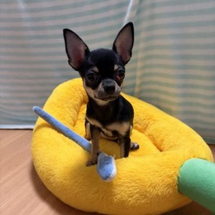 チワワ(スムース)(1484)の子犬情報