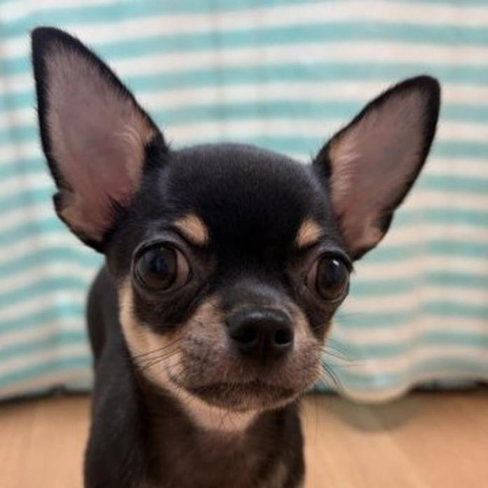チワワ(スムース)(1484)の子犬情報