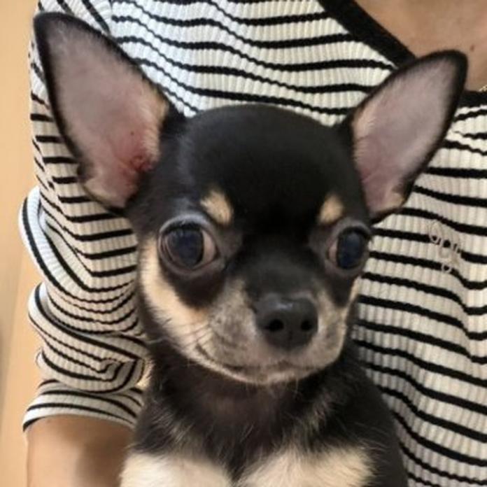 チワワ(スムース)(1484)の子犬情報
