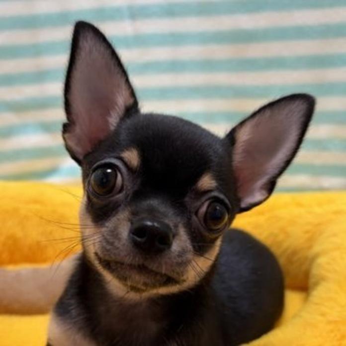 チワワ(スムース)(1484)の子犬情報