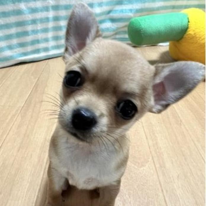 チワワ(ロング)(1646)の子犬情報