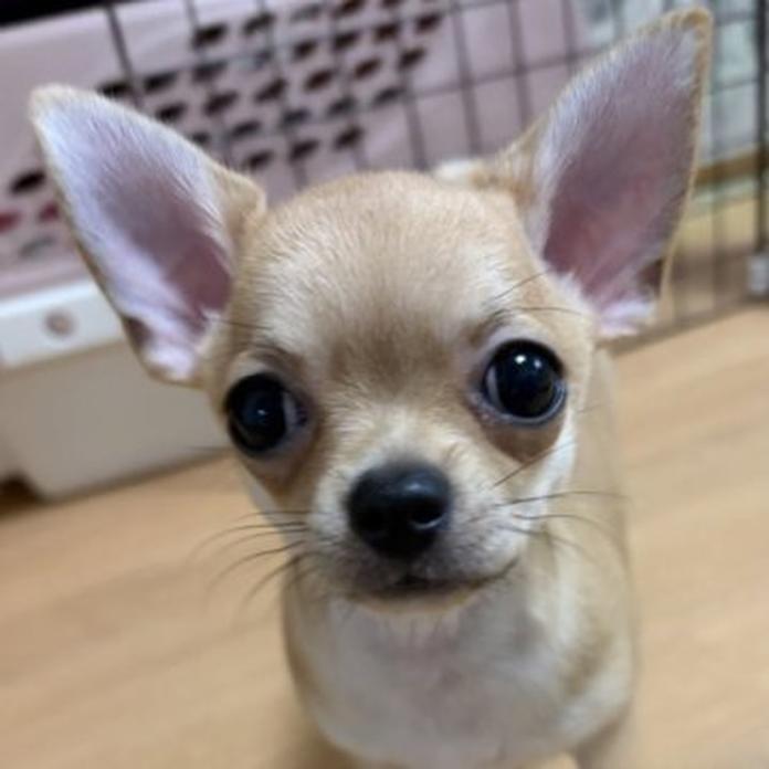 チワワ(ロング)(1646)の子犬情報