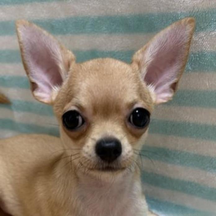 チワワ(ロング)(1646)の子犬情報