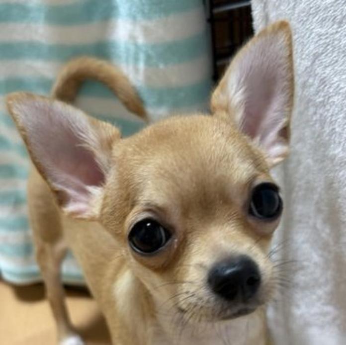チワワ(ロング)(1646)の子犬情報