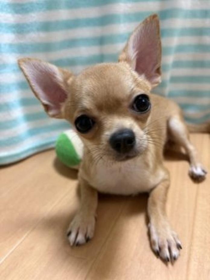 チワワ(ロング)(1646)の子犬情報