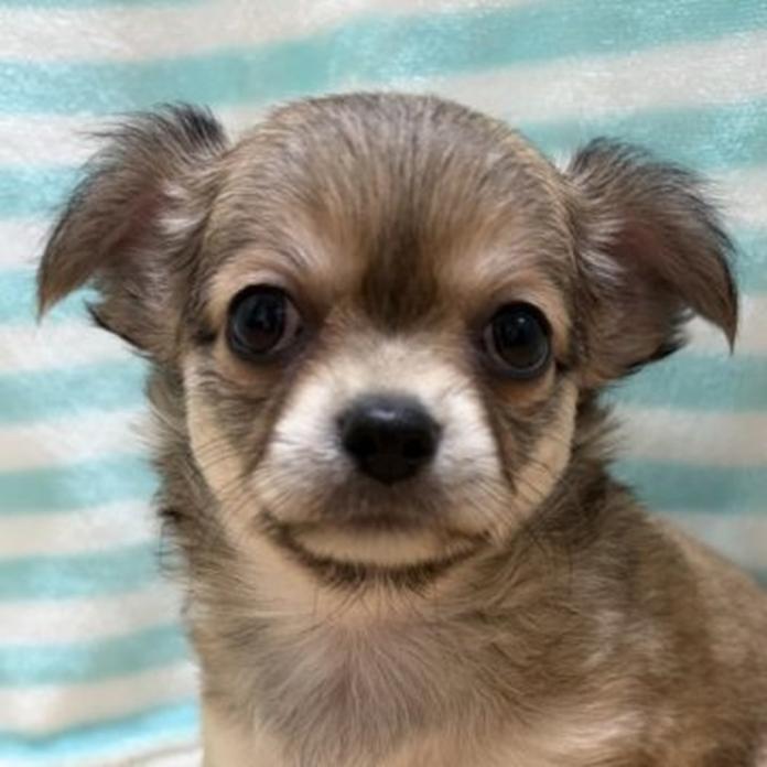 チワワ(ロング)(1647)の子犬情報