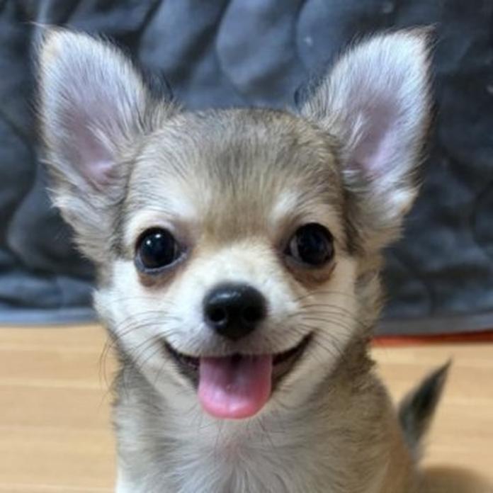 チワワ(ロング)(1647)の子犬情報