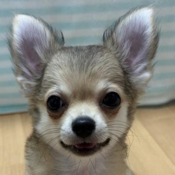 チワワ(ロング)(1647)の子犬情報