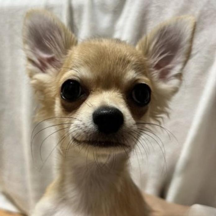 チワワ(ロング)(1647)の子犬情報