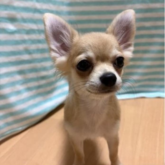 チワワ(ロング)(1647)の子犬情報