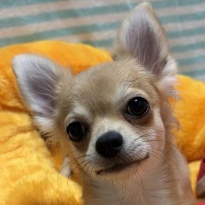 チワワ(ロング)(1647)の子犬情報