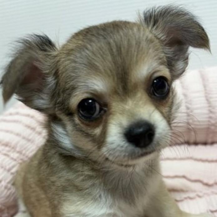 チワワ(ロング)(千葉県・女の子・2026/05/25・フォーン)の子犬情報! | 加納 大ブリーダー(1647)