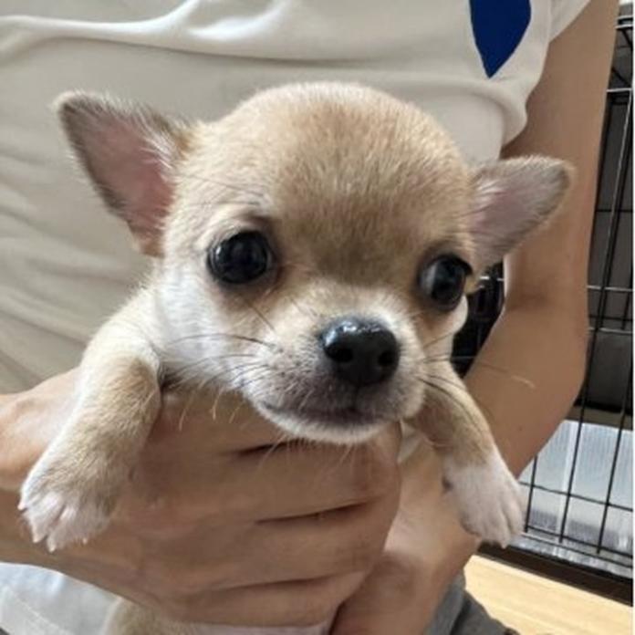 チワワ(スムース)(千葉県・女の子・2026/06/08・レッド)の子犬情報! | 加納 大ブリーダー(1688)