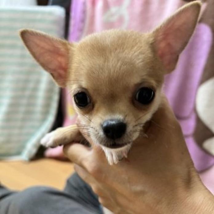 チワワ(スムース)(千葉県・女の子・2026/06/08・レッド)の子犬情報! | 加納 大ブリーダー(1688)