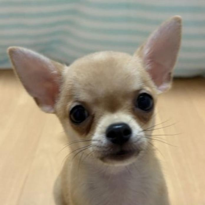 チワワ(スムース)(1688)の子犬情報