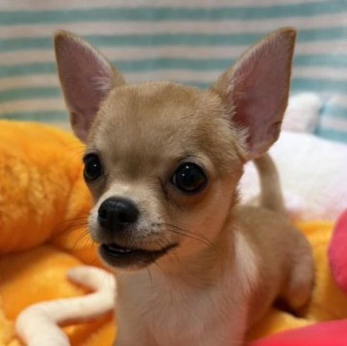 チワワ(スムース)(1688)の子犬情報