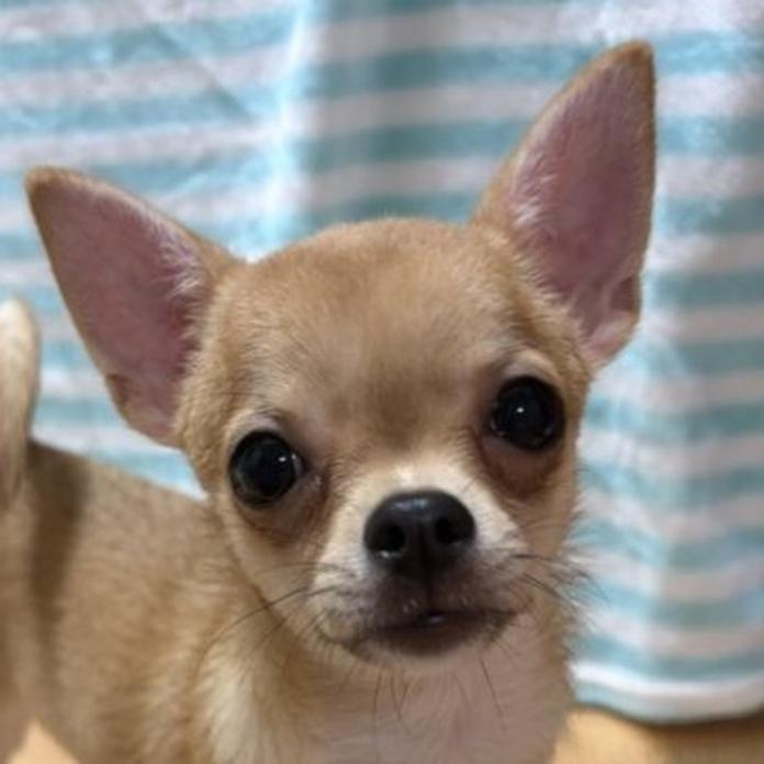 チワワ(スムース)(1688)の子犬情報