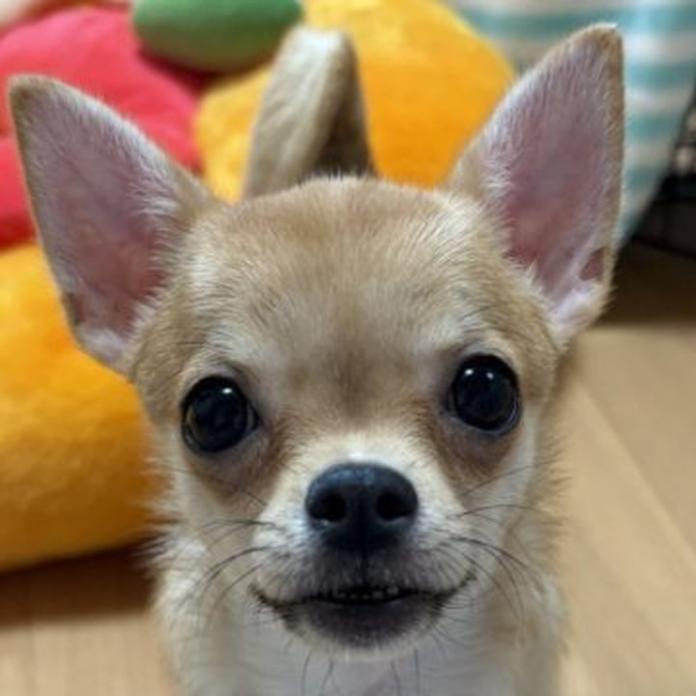 チワワ(スムース)(1688)の子犬情報