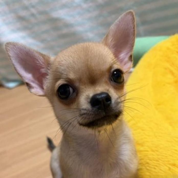 チワワ(スムース)(1689)の子犬情報